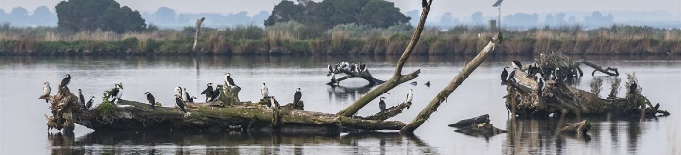 birds at Western Treatment Plant